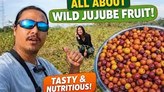 Collecting Wild Jujube Fruit in the Fields/Village Vlog /Taste of Nature
