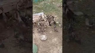 Ducklings. #duck #duckling #farm #farmlife #farming #agriculture #shorts #shortvideo #countryside