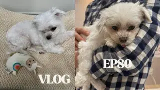 Vlog 80) Bye 1월~ㅣ호호랑 호호스러운 나날들,, 2월부터는 개국 Vlog