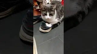 Лимитированный Бентли, Cat car 🚕😸
