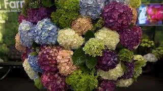 The Flowers Of Colombia  A Culture of Sustainability  Part 1  The Farms 1
