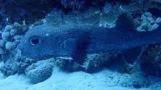 Diving in Egypt - St-John&rsquo;s Reef (Dune Red Sea)