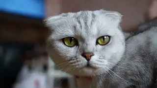 Do cats purr to manipulate humans into giving treats?