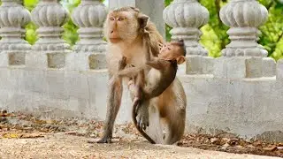How Actively Busy....Monkey Mino Monkey Never Calm Or Quiet But He Busy All Day - Love Monkey