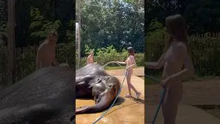 Phuket Siray Elephant Care Camp ❤️ #elephant #phuketelephantcare #elephantbathing #elephantbath