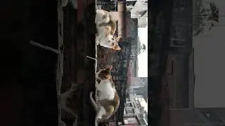 cat sitting on the wall.....!!!