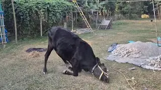 365 Days Challenge Day - 20 | ye kya ho gya गाय 🐄 ko 😲😲...#viral video 