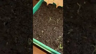 Ma&icirc;trisez la lev&eacute;e des tomates comme un pro