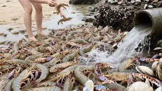 The Reef Area Is Full Of Giant Shrimps, Some Bigger Than Your Palm.