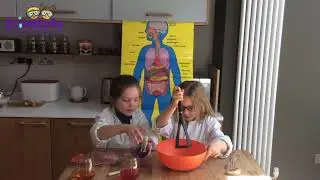 Experiment 15; How is poo made in our body?!!