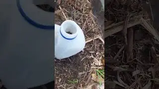 How to reuse milk bottles in the garden