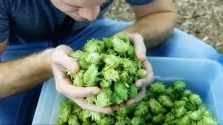 Pure Project-Everyday California San Diego Craft Beer Collaboration