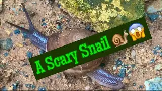 A Scary Snail 🐌 Looking For foods.