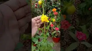 Советы по выращиванию георгин № 2: Полив!