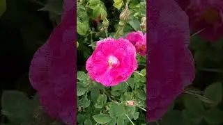 Интересный красивый цветок шиповника весной Interesting beautiful rose hip flower spring 有趣的美丽玫瑰果花