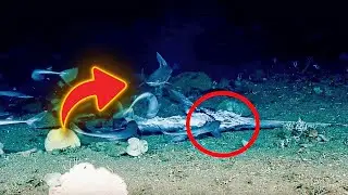 Experts Have Captured Terrifying Footage Of A Deep Sea Creature Swallowing A Shark Whole