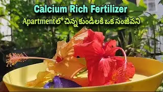 Apartmentలో చిన్నకుండీలకి Calcium Rich EGG Fertilizer+TeluguGardenerwithArts/pest repellant+ Harvest