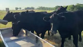 2022 Summer and Fall Pastured, Grain Finished Beef
