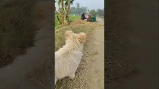 जैमी देख रही है#dog#dogs, #puppies#dogtraining, #petsofyoutube, #dogloversclub,#instadog, #funnydogs