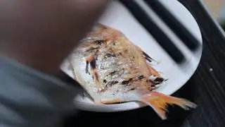 赤鯮　Yellowback seabream　황돔　Dentex tumifrons