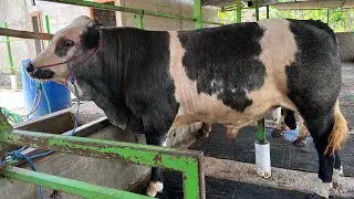 Bakalan Belgian & pedet super ready 29 Desember 2025