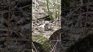 Бѣлка прячетъ ѣду #shorts
