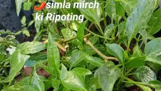 🫑🌶simla mirch ki Ripoting👍#gardning#viral#nature #youtubevideo #trend #home 