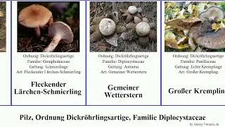 Pilz, Ordnung Dickr&ouml;hrlingsartige, Familie Diplocystaceae fungus Hausschwamm Krempling Gelbfu&szlig;