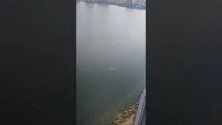Relax in Mystyc Island Miami Wildlife