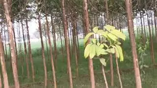 सफेदा की खेती से अच्छा फायदा कैसे लें, क्या यह खेती अच्छी खेती है 
