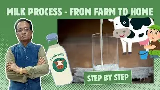 How Milk is Processed from Village to Home | Pasteurization Explained