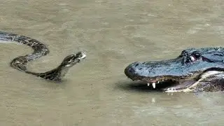 Amazing animal world | Crocodile vs Snake
