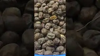 Fresh harvest Kuwaiti Dates| Date Palm in kuwait