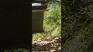 swarming apis cerana(laywan/ligwan)