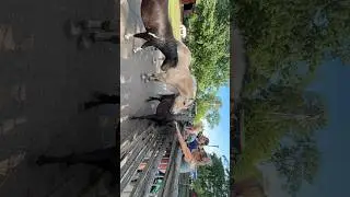 #horse #pony #farm #central #island #ontario #馬