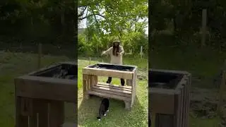 Bac potager sur&eacute;lev&eacute; 🌱 id&eacute;al pour planter des salades 🥗 Raised bed garden with Wood pallet