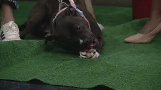 Ready Pet GO! Parma Animal Shelter visits 3News with Bonita