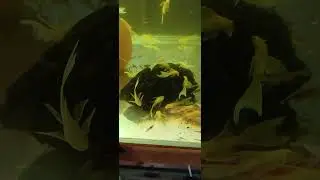 #l144 #lda16 #greendragon #s&uuml;perred #aquarium #fish #pleco