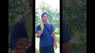daun menguning
