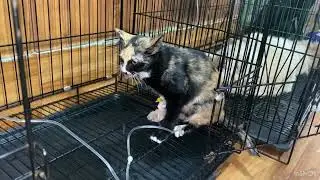 poor cat got diarreha