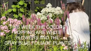 ESTA SEMANA LOS COLORES QUE DESTACAN SON LAS FLORES BLANCAS Y LAS PLANTAS CON FOLLAJE AZUL GRIS.