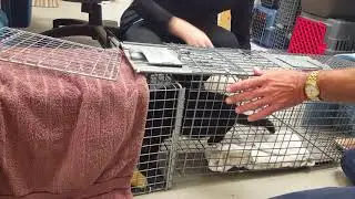 How to transfer a feral cat from a trap into a transfer cage using a fork divider