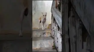 Cute 🥰 childhood memory of shimbu 😍#pure#pets#love#bonding#💝