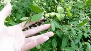 Cecropria Silk Moth (male) with Promethea Silk Moth (female)