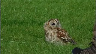 Falconry event at Stratford Park 🦅