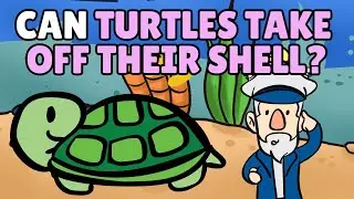 Can Turtles Take Off Their Shell? | Are Turtles Born with Shells