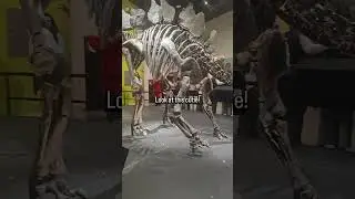 Event for educators at American Museum of Natural History #nycvlog #lovenyc #museum