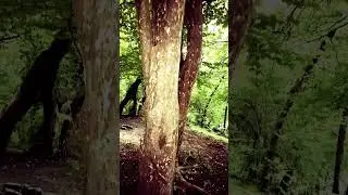 SEE (A green day) #iran_nature #nature #oldforest #jungle #travel #oldtown #see #mountains #jungles