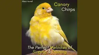 Chirping Melodies: A Canary&rsquo;s Natural Rhythm