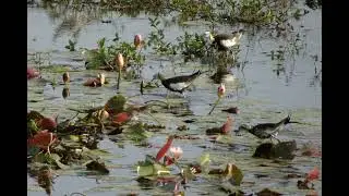 La r&eacute;duction de la culture des ch&acirc;taignes d'eau influence les jacanas &agrave; longue queue